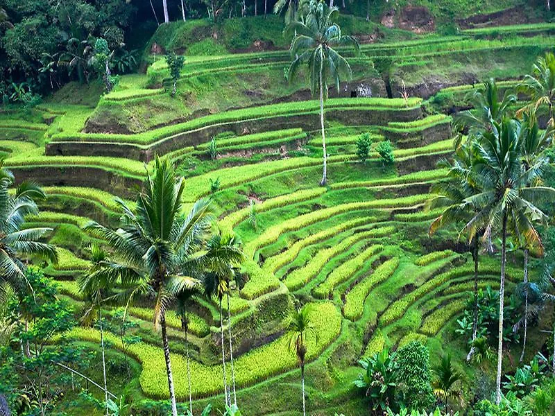 Homestay Tutick House Apartment Ubud  Indonesia